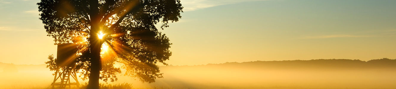 Tree in field on misty morning