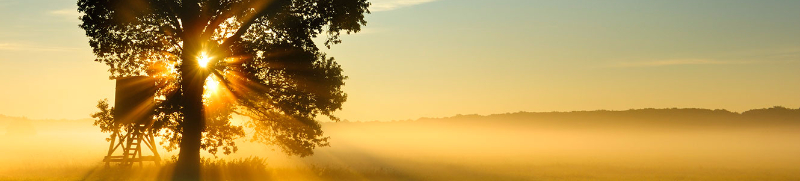 A lone tree silhouetted by a misty morning