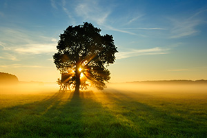 Tree in field with sunrise