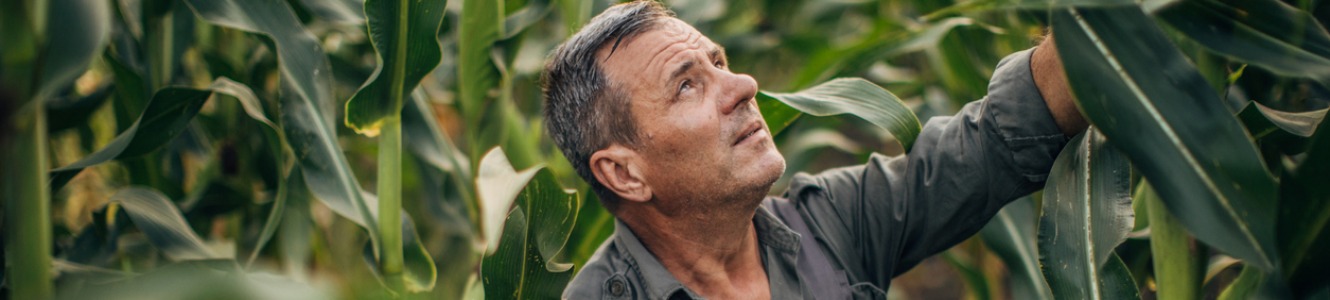 Man in corn field